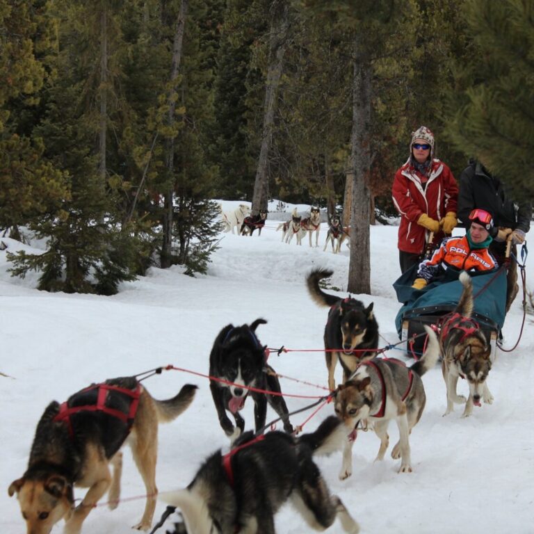 Clancy Dogsledding
